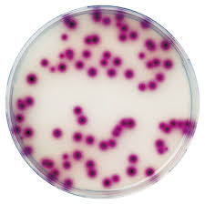 coliform