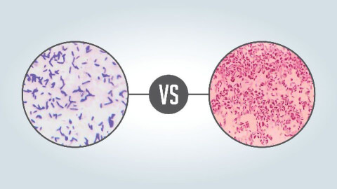 gram positive vs gram negative 323007 960x540